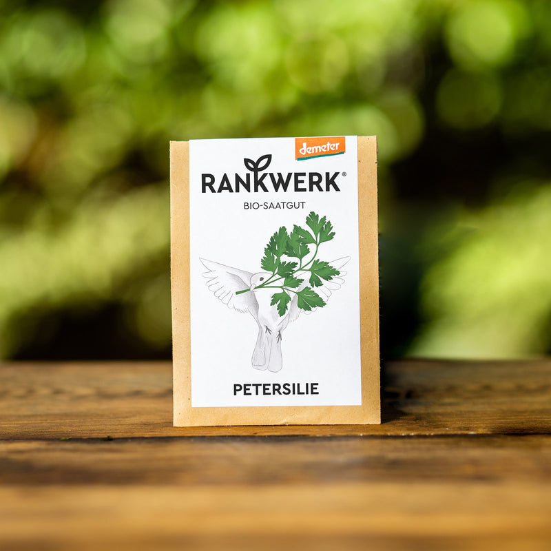 Petersilie "Gigante d'Italia"